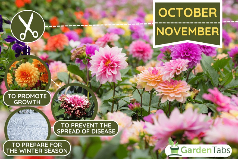 When To Cut Back Dahlias (And How To Do That)?