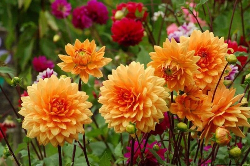 When To Cut Back Dahlias (And How To Do That)?