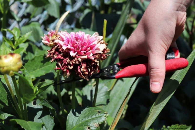 When To Cut Back Dahlias (And How To Do That)?