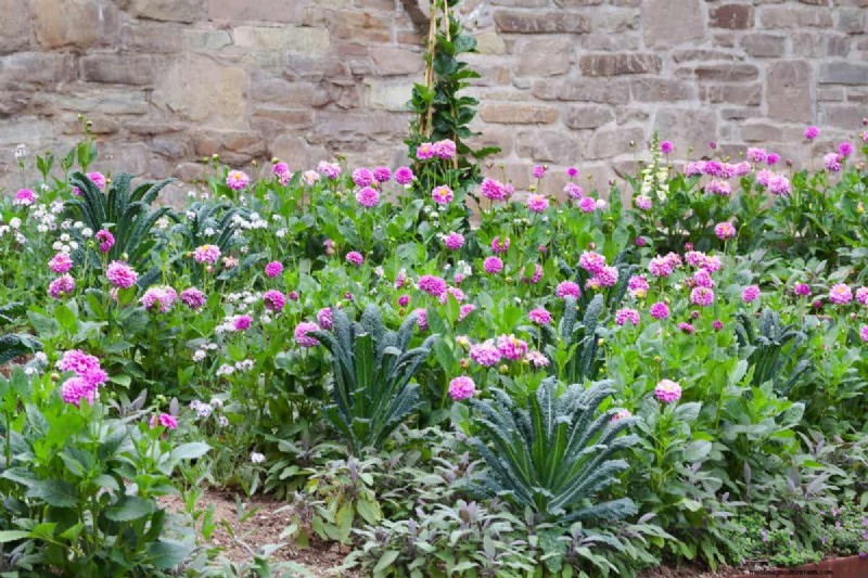When To Cut Back Dahlias (And How To Do That)?