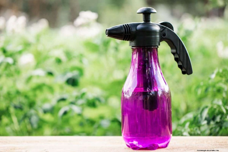 When To Cut Back Dahlias (And How To Do That)?