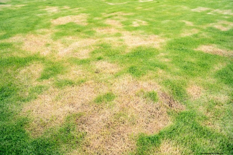 When Does Grass Come Out Of Dormancy?