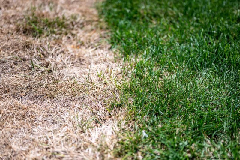 When Does Grass Come Out Of Dormancy?