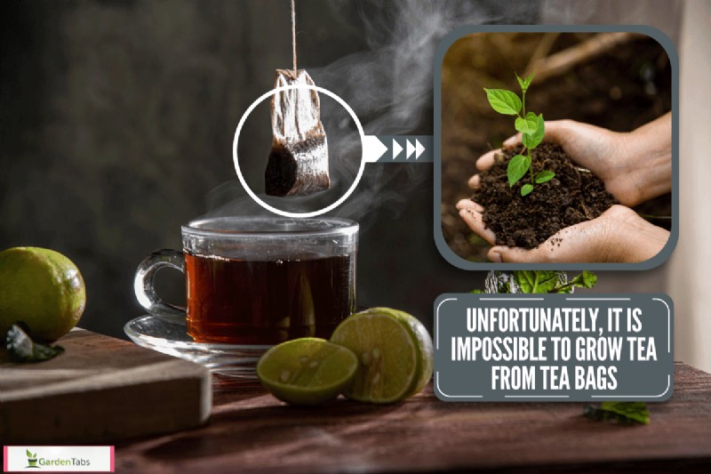 Can You Grow Tea From Tea Bags?