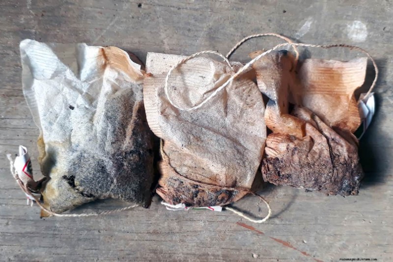 Can You Grow Tea From Tea Bags?