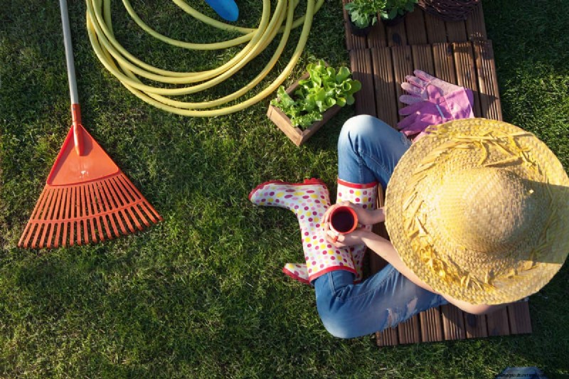 Can You Grow Tea From Tea Bags?