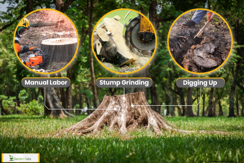 How To Remove A Laurel Stump And Roots