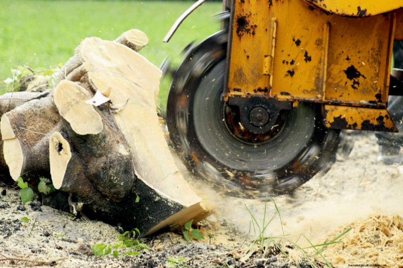 How To Remove A Laurel Stump And Roots