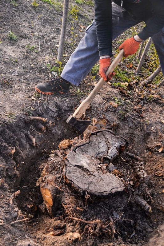 How To Remove A Laurel Stump And Roots