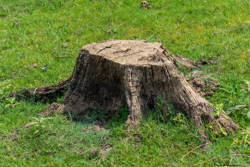 How To Remove A Laurel Stump And Roots