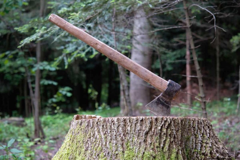 How To Remove A Laurel Stump And Roots