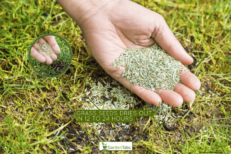 How Quickly Does Grass Seed Dry Out?