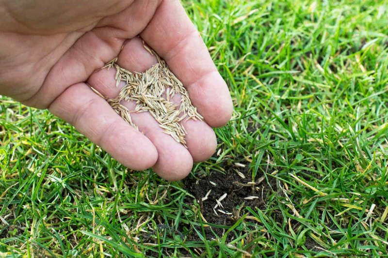 How Quickly Does Grass Seed Dry Out?