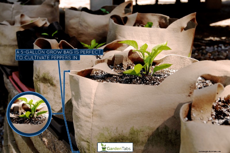 What Size Grow Bag For Peppers?