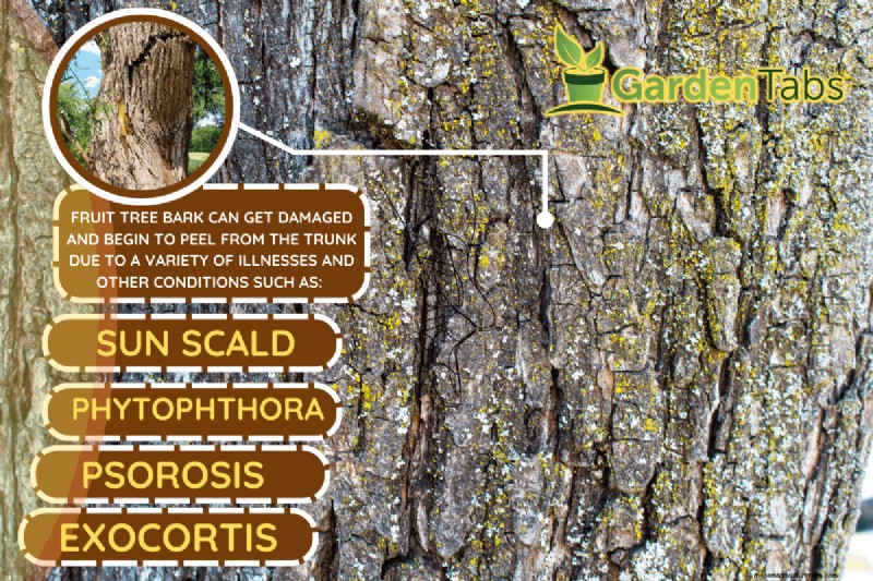 Fruit Tree Bark Peeling – Why And What To Do?