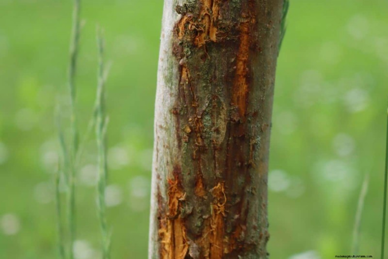 Fruit Tree Bark Peeling – Why And What To Do?
