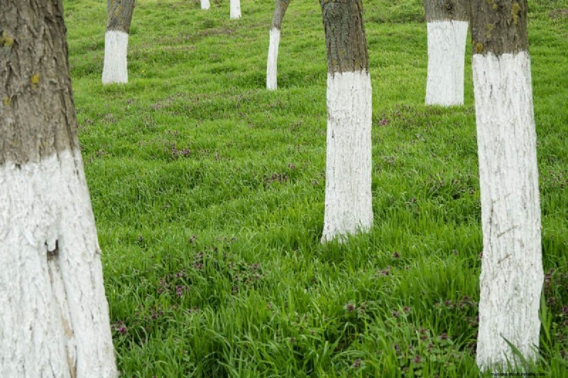 Fruit Tree Bark Peeling – Why And What To Do?