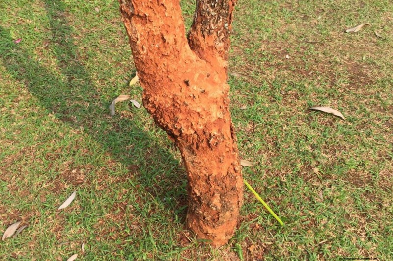 Fruit Tree Bark Peeling – Why And What To Do?