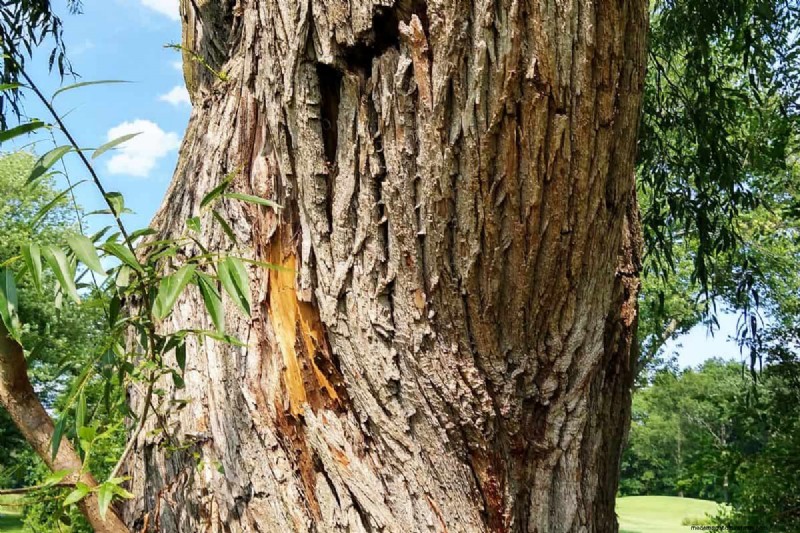 Fruit Tree Bark Peeling – Why And What To Do?