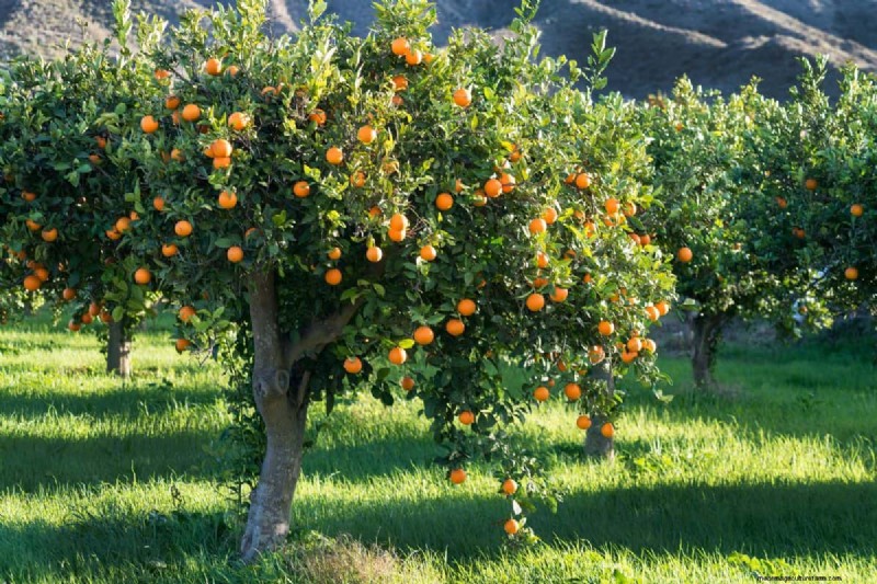 Fruit Tree Bark Peeling – Why And What To Do?