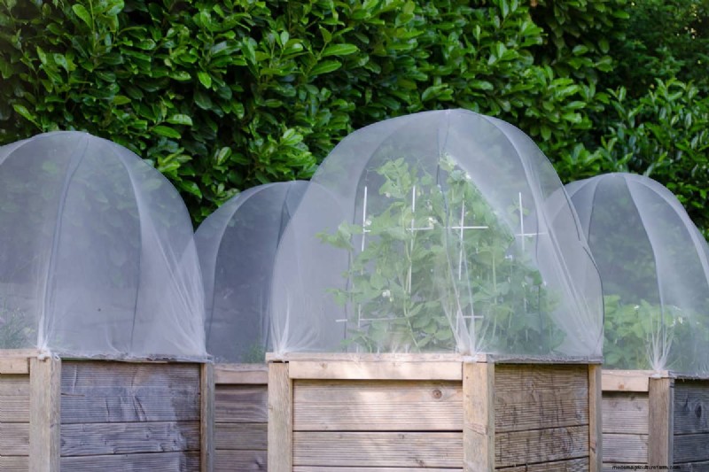 What Is The Best Netting For Tomato Plants?