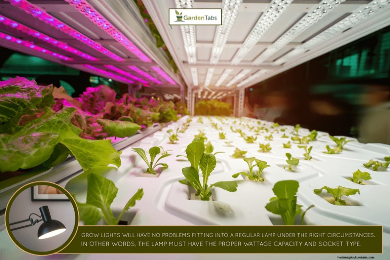 Can I Put A Grow Light Bulb In A Regular Lamp?