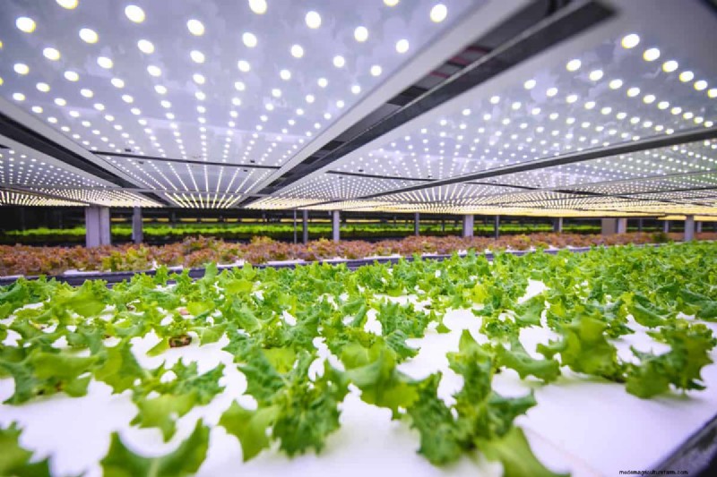 Can I Put A Grow Light Bulb In A Regular Lamp?