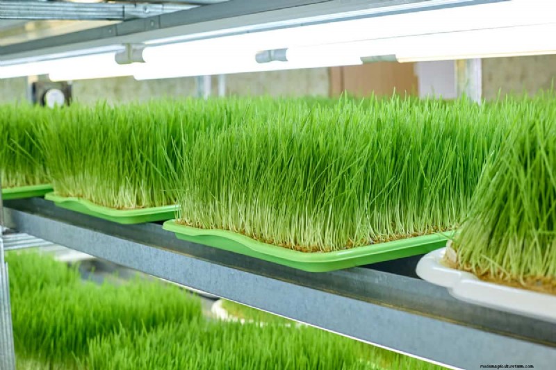 Can I Put A Grow Light Bulb In A Regular Lamp?