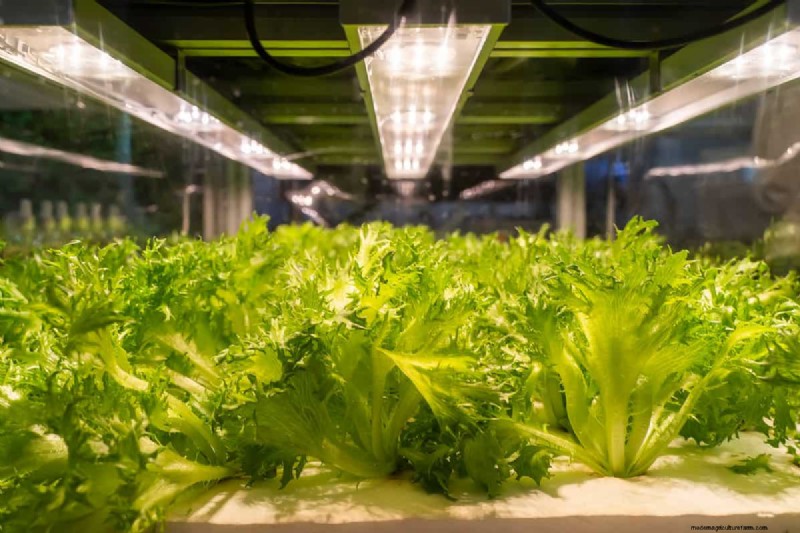 Can I Put A Grow Light Bulb In A Regular Lamp?