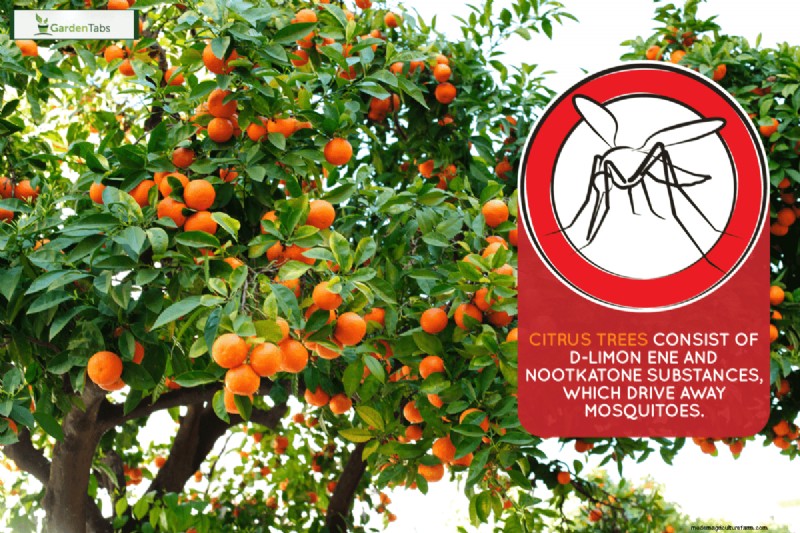 Do Citrus Trees Repel Mosquitoes?