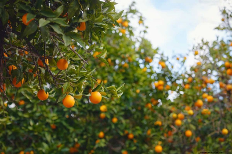 Do Citrus Trees Repel Mosquitoes?