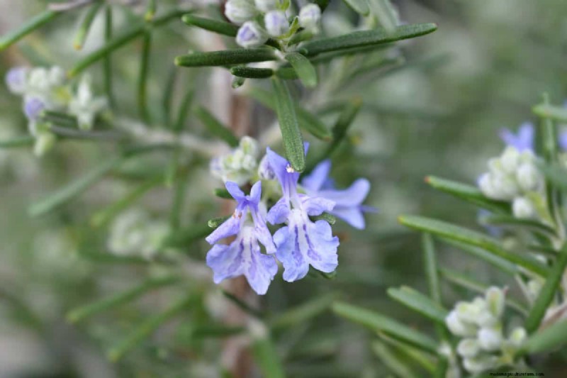 Do Citrus Trees Repel Mosquitoes?