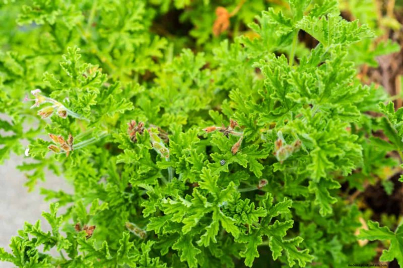 Do Citrus Trees Repel Mosquitoes?