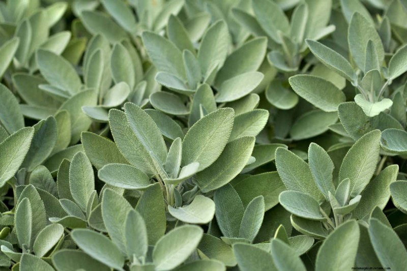 Do Citrus Trees Repel Mosquitoes?