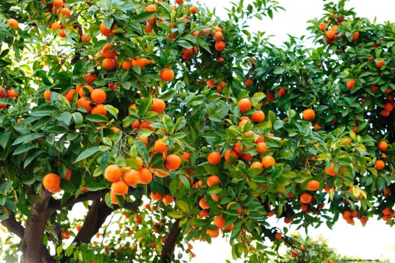 Do Citrus Trees Repel Mosquitoes?