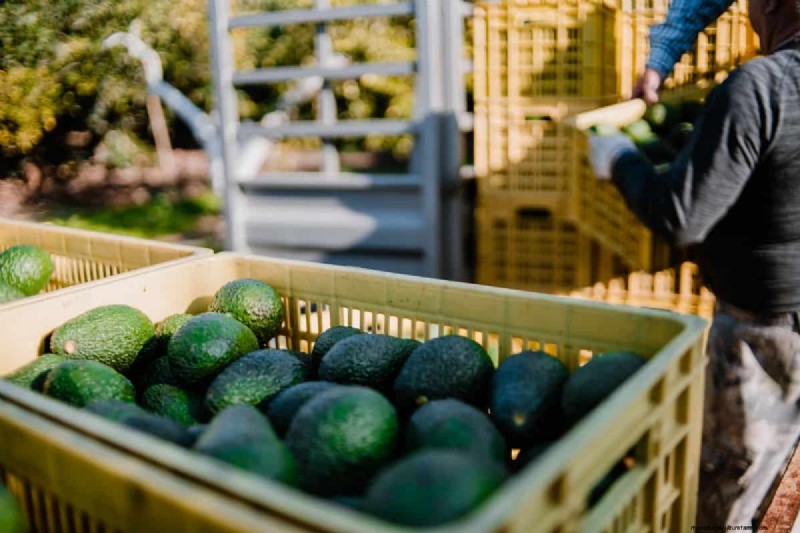 How To Fix Root Rot In Avocado Tree?