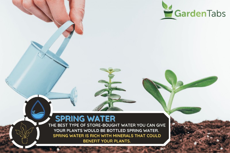 What Is The Best Store Bought Water For Plants?