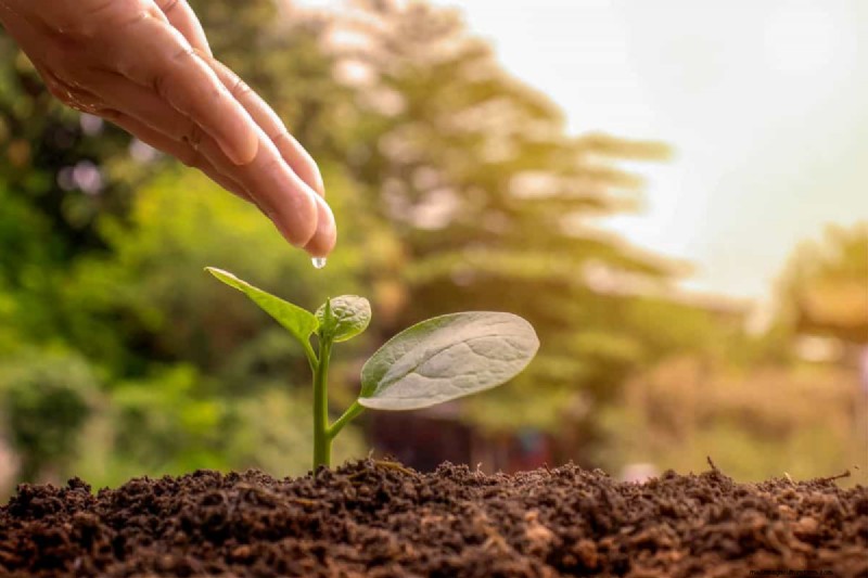 What Is The Best Store Bought Water For Plants?