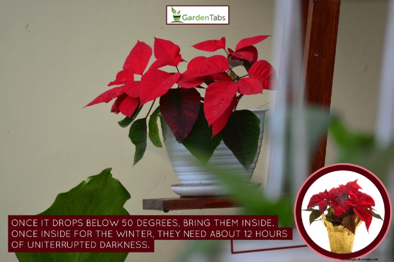 How To Overwinter Poinsettias