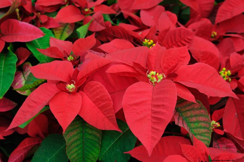 How To Overwinter Poinsettias