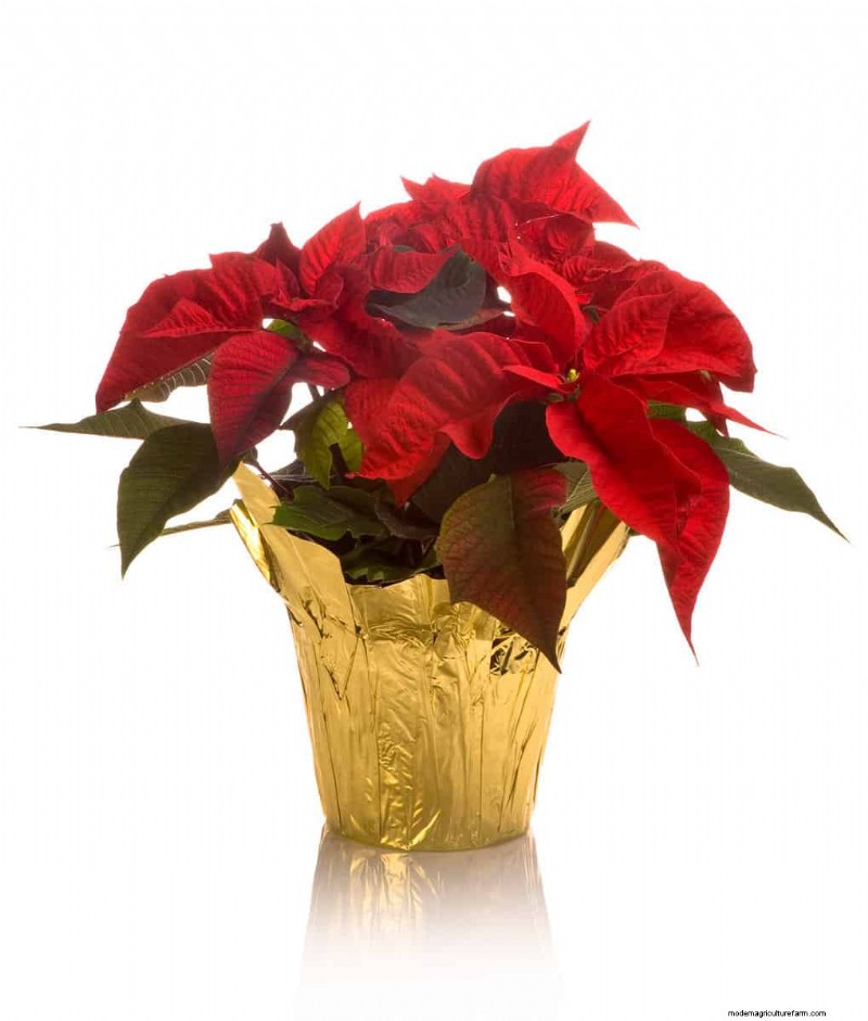 How To Overwinter Poinsettias