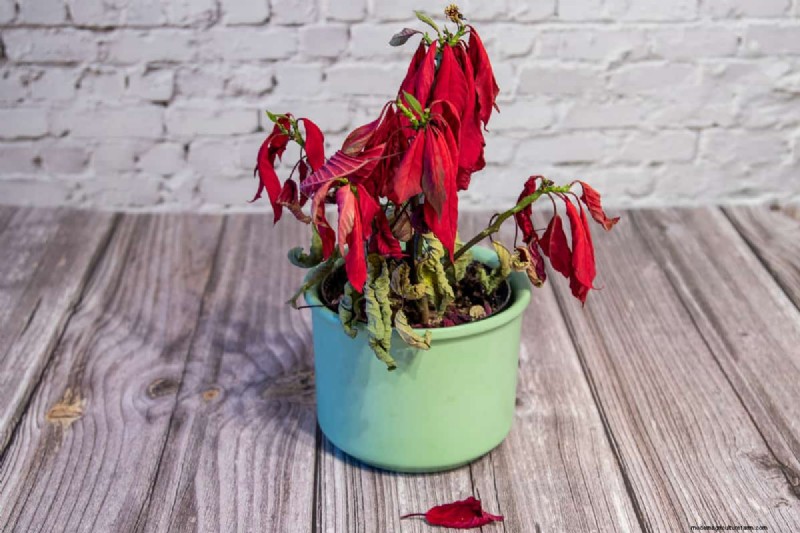 How To Overwinter Poinsettias