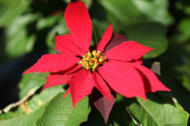 How To Overwinter Poinsettias