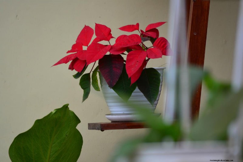 How To Overwinter Poinsettias