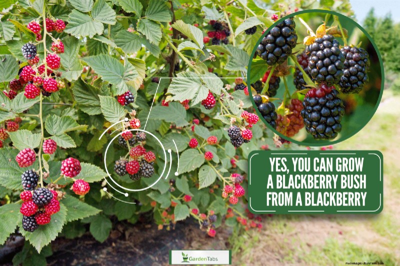 Can You Grow A Blackberry Bush From A Blackberry?