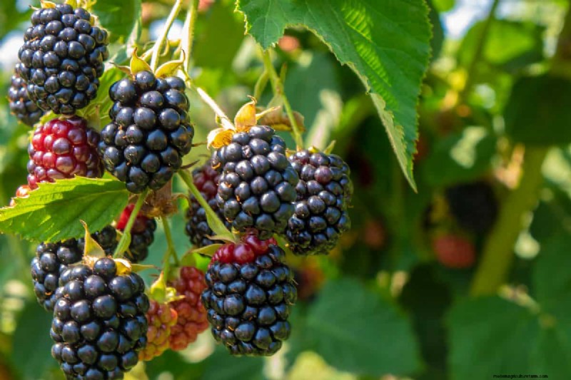 Can You Grow A Blackberry Bush From A Blackberry?