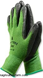 Can You Grow A Blackberry Bush From A Blackberry?