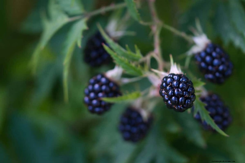 Can You Grow A Blackberry Bush From A Blackberry?