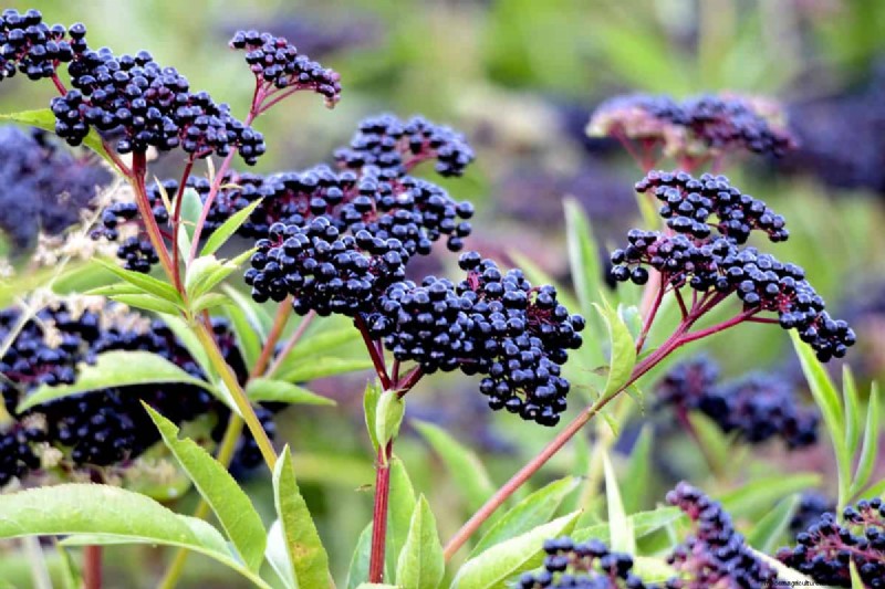 Can You Grow A Blackberry Bush From A Blackberry?