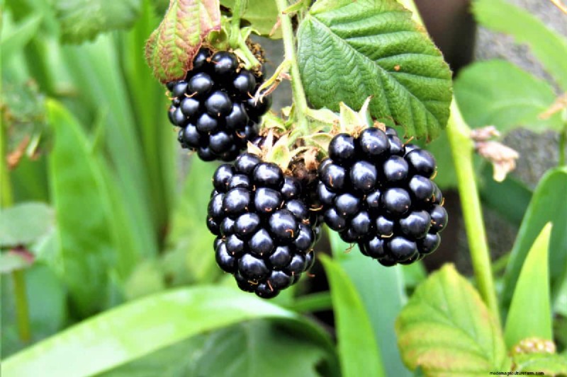 Can You Grow A Blackberry Bush From A Blackberry?